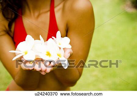 Woman in a tropical setting holding frangipani. View Large Photo Image Stock Image - Woman in a tropical setting holding frangipani.. Fotosearch