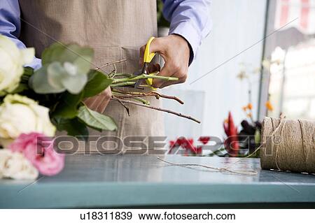 Male florist creating a bouquet of flowers, cutting the stems View Large Photo Image Stock Photo - Male florist creating a bouquet of flowers, cutting the stems. Fotosearch