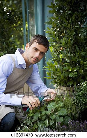 Male florist or gardener pruning shrubs View Large Photo Image Stock Image - Male florist or gardener pruning shrubs. Fotosearch