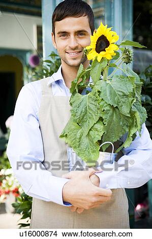 Male florist standing outside his shop, holding a potted sunflower View Large Photo Image Picture - Male florist standing outside his shop, holding a potted sunflower. Fotosearch