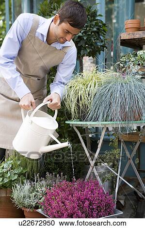 Stock Image - Male florist watering the plant display outside his shop. Fotosearch