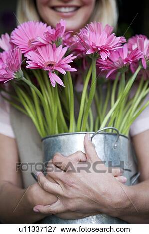 Woman florist or gardener holding a large pot of pink asters View Large Photo Image Stock Photo - Woman florist or gardener holding a large pot of pink asters. Fotosearch