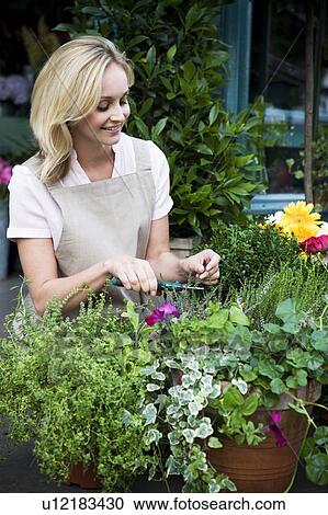 Woman florist or gardener tending to pot plants, pruning and shaping View Large Photo Image Stock Image - Woman florist or gardener tending to pot plants, pruning and shaping. Fotosearch