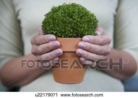 Woman holding the perfect little pot plant View Large Photo Image Stock Image - Woman holding the perfect little pot plant. Fotosearch