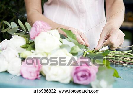 Woman's hands tying together a bouquet of pink and white roses View Large Photo Image Stock Image - Woman's hands tying together a bouquet of pink and white roses. Fotosearch