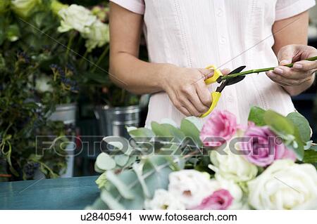 Woman's hands tying together a bouquet of pink and white roses View Large Photo Image Stock Image - Woman's hands tying together a bouquet of pink and white roses. Fotosearch