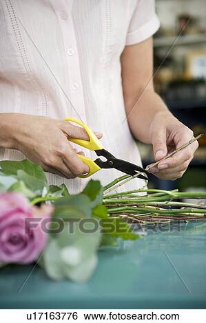 Woman's hands tying together a bouquet of pink and white roses View Large Photo Image Stock Photograph - Woman's hands tying together a bouquet of pink and white roses. Fotosearch