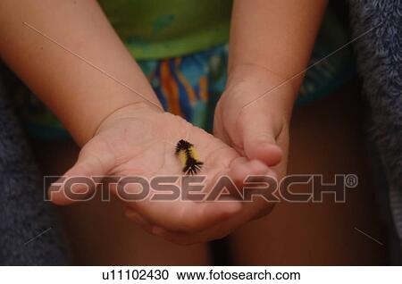 Child's hands holding an catepillar View Large Photo Image Stock Image - Child's hands holding an catepillar. Fotosearch