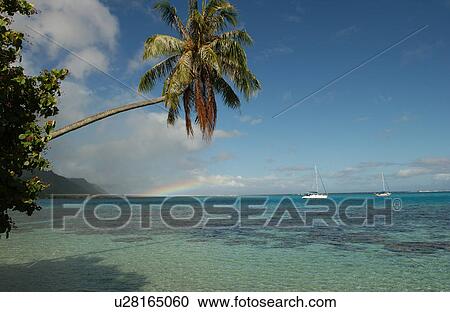 An overhanging palm tree on a beach View Large Photo Image Stock Image - An overhanging palm tree on a beach. Fotosearch