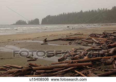 Stock Photograph - Logs on shoreline, Florencia Bay Vancouver Island, Canada. Fotosearch