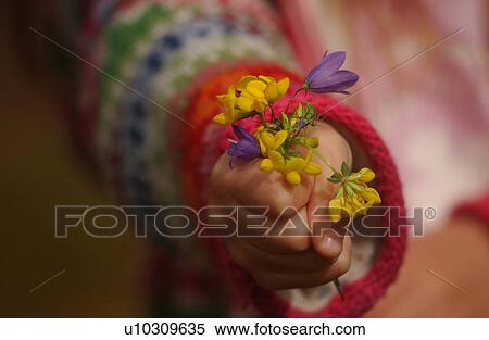 Stock Photography - Close-up of a young child's hand holding a bunch of flowers. Fotosearch