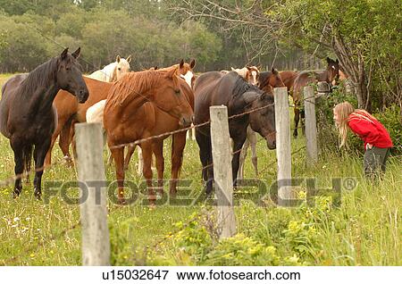 Young girl looking at horses behind a fence, Canada View Large Photo Image Stock Photo - Young girl looking at horses behind a fence, Canada. Fotosearch