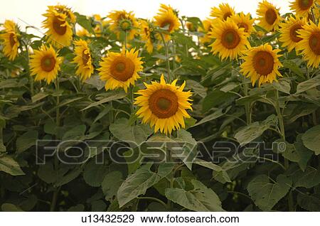 Close up of sunflowers in field View Large Photo Image Stock Photo - Close up of sunflowers in field. Fotosearch