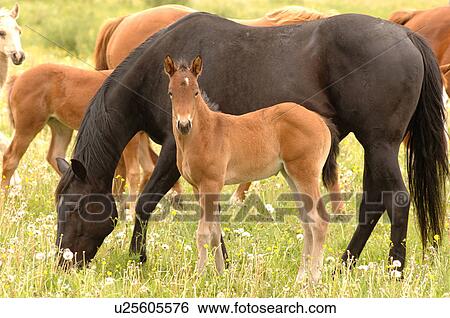 Colt with mother grazing in pasture, Canada View Large Photo Image Stock Photograph - Colt with mother grazing in pasture, Canada. Fotosearch