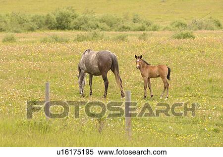 Colt with mother grazing in pasture View Large Photo Image Stock Photography - Colt with mother grazing in pasture. Fotosearch