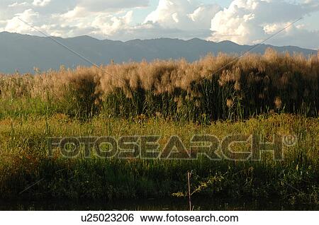 Crops in a field View Large Photo Image Stock Photograph - Crops in a field. Fotosearch