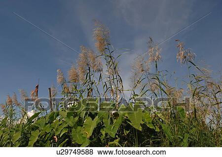 Stock Photo - Crops. Fotosearch