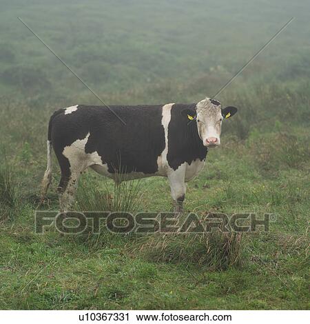 Livestock View Large Photo Image Stock Image - Livestock. Fotosearch