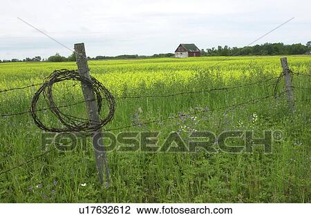 Manitoba Prairie Scenes View Large Photo Image Stock Image - Manitoba Prairie Scenes. Fotosearch