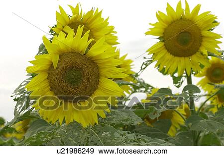 Manitoba Prairie Scenes View Large Photo Image Stock Photo - Manitoba Prairie Scenes. Fotosearch