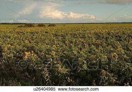 Sunflowers in prairie fields View Large Photo Image Stock Photography - Sunflowers in prairie fields. Fotosearch