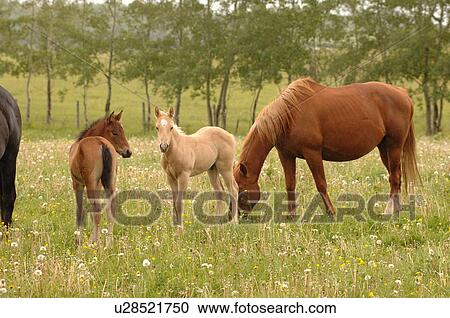 Stock Image - Two young horses with their mother, Canada. Fotosearch