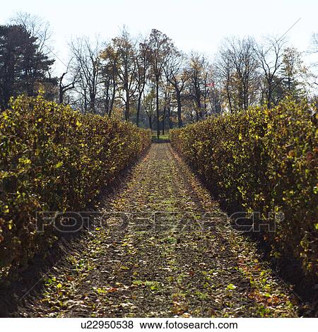 Vineyards Niagara Wine region - Ontario Canada View Large Photo Image Stock Photo - Vineyards Niagara Wine region - Ontario Canada. Fotosearch