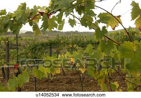 Vineyards View Large Photo Image Picture - Vineyards. Fotosearch