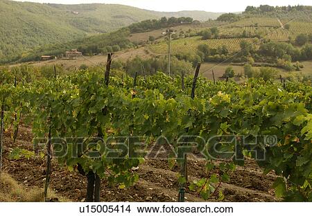 Vineyards View Large Photo Image Picture - Vineyards. Fotosearch