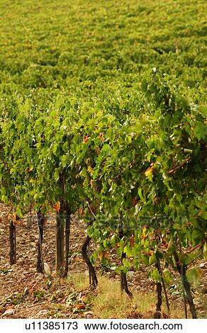 Vineyards View Large Photo Image Stock Image - Vineyards. Fotosearch
