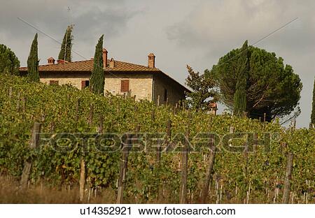 Vineyards View Large Photo Image Stock Image - Vineyards. Fotosearch