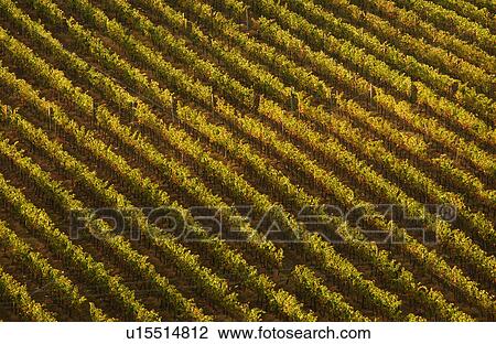 Vineyards View Large Photo Image Stock Image - Vineyards. Fotosearch