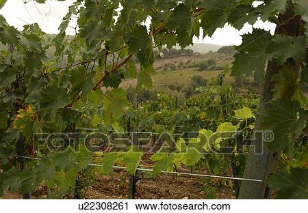 Vineyards View Large Photo Image Stock Image - Vineyards. Fotosearch