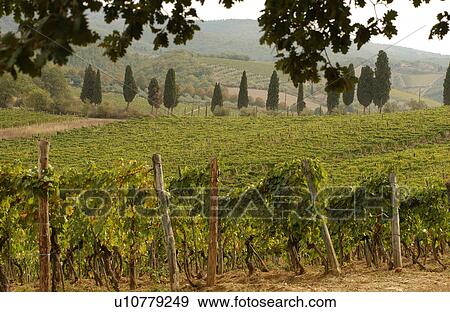 Vineyards View Large Photo Image Stock Photo - Vineyards. Fotosearch
