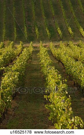 Vineyards View Large Photo Image Stock Photo - Vineyards. Fotosearch