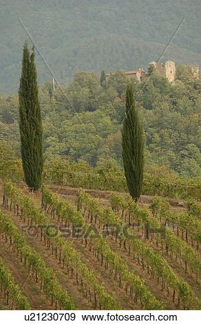 Stock Photo - Vineyards. Fotosearch