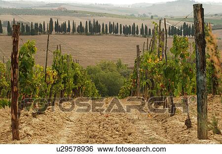 Vineyards View Large Photo Image Stock Photograph - Vineyards. Fotosearch