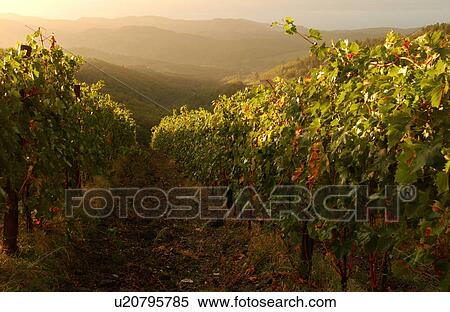 Vineyards View Large Photo Image Stock Photography - Vineyards. Fotosearch