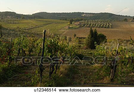 Vineyards - Tuscany, Italy View Large Photo Image Picture - Vineyards - Tuscany, Italy. Fotosearch