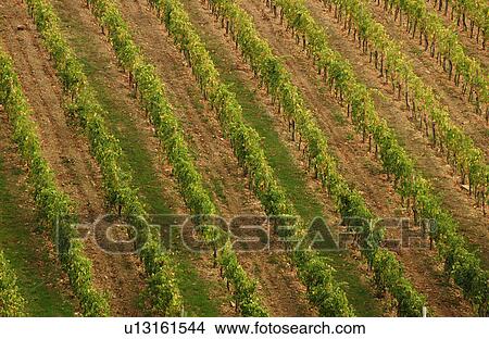 Vineyards - Tuscany, Italy View Large Photo Image Picture - Vineyards - Tuscany, Italy. Fotosearch
