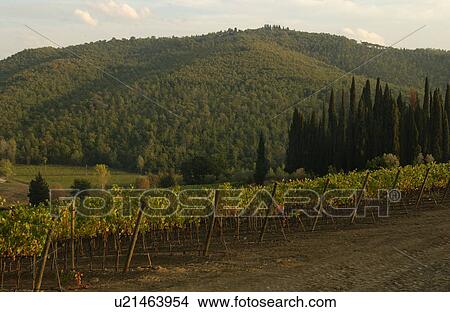 Picture - Vineyards - Tuscany, Italy. Fotosearch