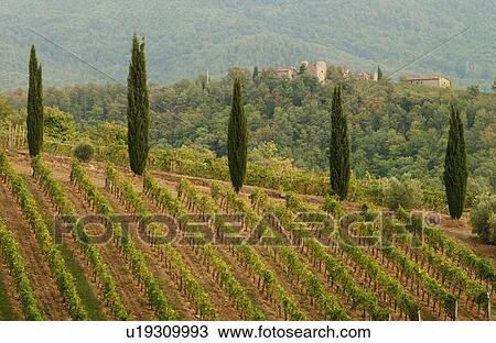 Stock Image - Vineyards - Tuscany, Italy. Fotosearch