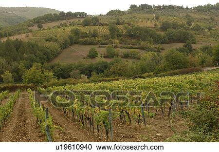 Vineyards - Tuscany, Italy View Large Photo Image Stock Image - Vineyards - Tuscany, Italy. Fotosearch