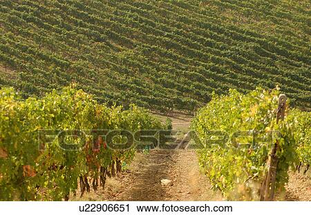 Stock Image - Vineyards - Tuscany, Italy. Fotosearch