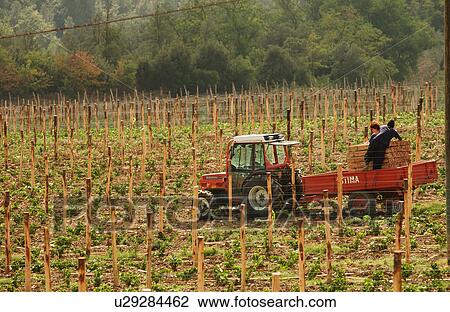 Vineyards - Tuscany, Italy View Large Photo Image Stock Image - Vineyards - Tuscany, Italy. Fotosearch