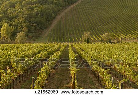 Vineyards - Tuscany, Italy View Large Photo Image Stock Photo - Vineyards - Tuscany, Italy. Fotosearch