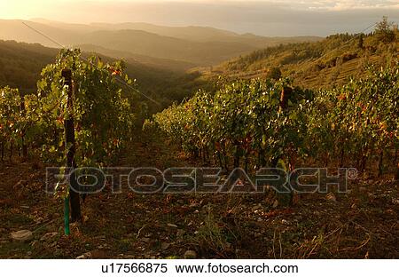 Stock Photography - Vineyards - Tuscany, Italy. Fotosearch