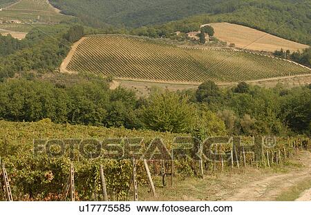 Stock Photography - Vineyards - Tuscany, Italy. Fotosearch