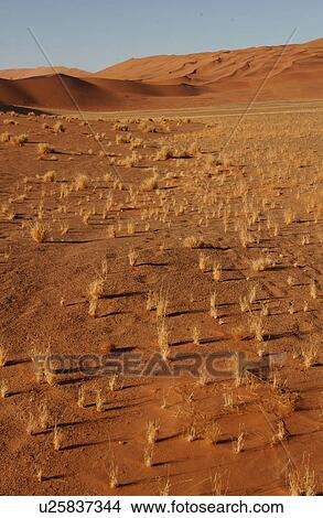 Sand Dunes of Sossusvlei - Namib desert, Namibia View Large Photo Image Picture - Sand Dunes of Sossusvlei - Namib desert, Namibia. Fotosearch