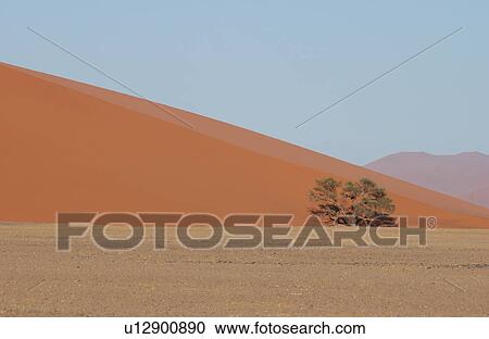 Sand Dunes of Sossusvlei - Namib desert, Namibia View Large Photo Image Stock Image - Sand Dunes of Sossusvlei - Namib desert, Namibia. Fotosearch